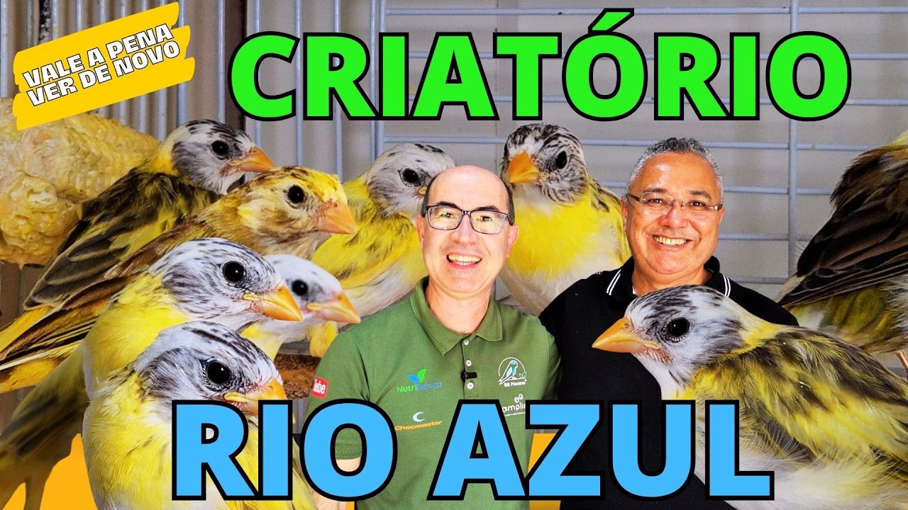 CANÁRIOS DA TERRA NUNCA VISTOS NO BRASIL!!!