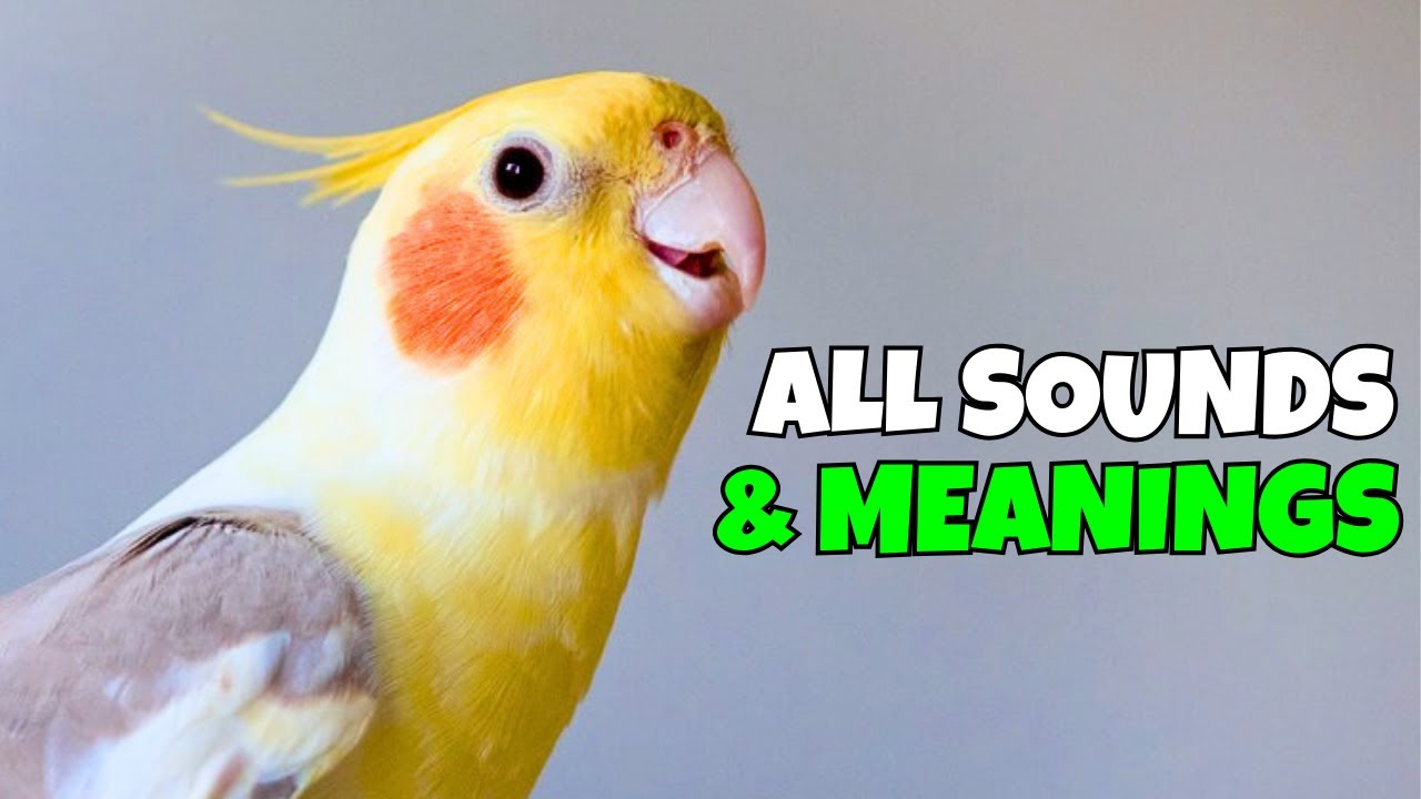 Cockatiel Sounds and Their Meanings | A Complete Guide