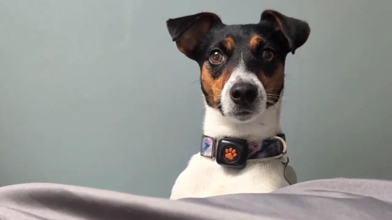 Funny Jack Russell Terrier Compilation