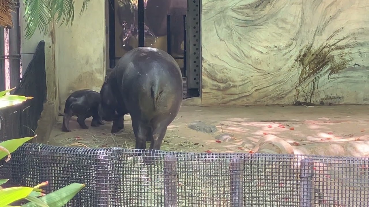 コビトカバの赤ちゃん（コブシくん）