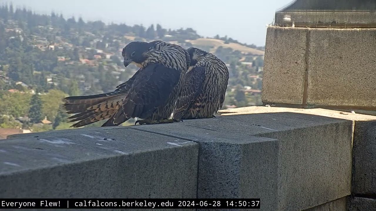 6-28-24 Aurora and Nox Hanging Out on the Tower