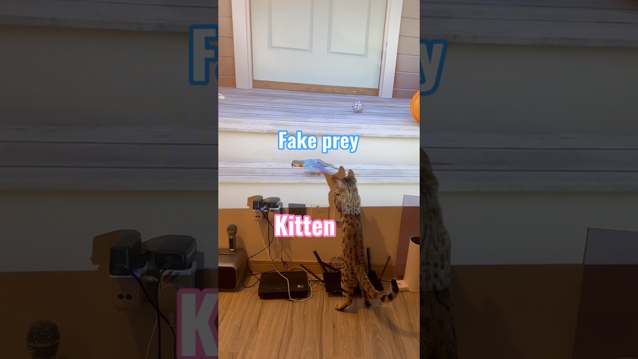 Daily hunting session with Bengal kitten #bengalcat #cat #funnycats