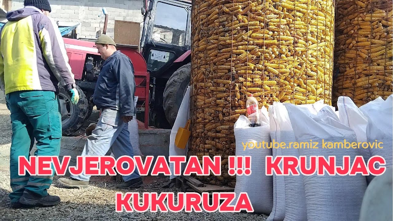 NEVJEROVATAN KRUNJAC KUKURUZA !!! REKORDNO KRUNJENJE ZA JEDAN DAN ..