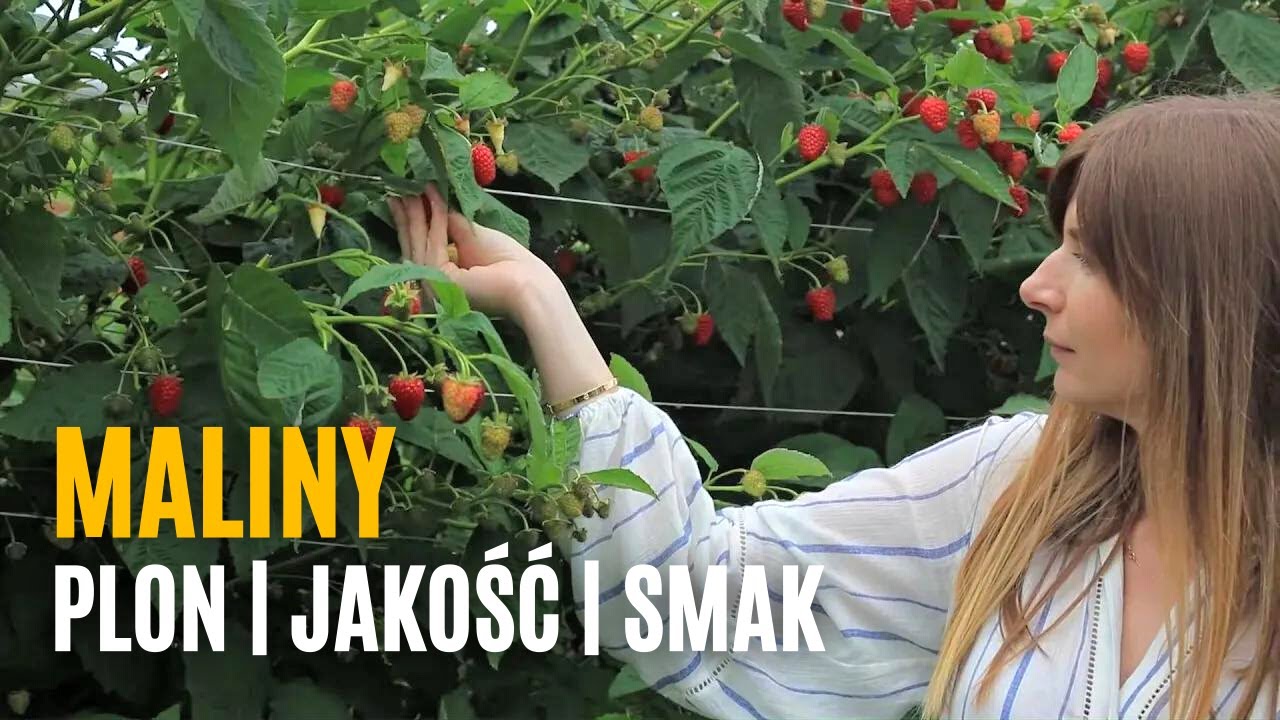 MALINY - plon, jakość, smak