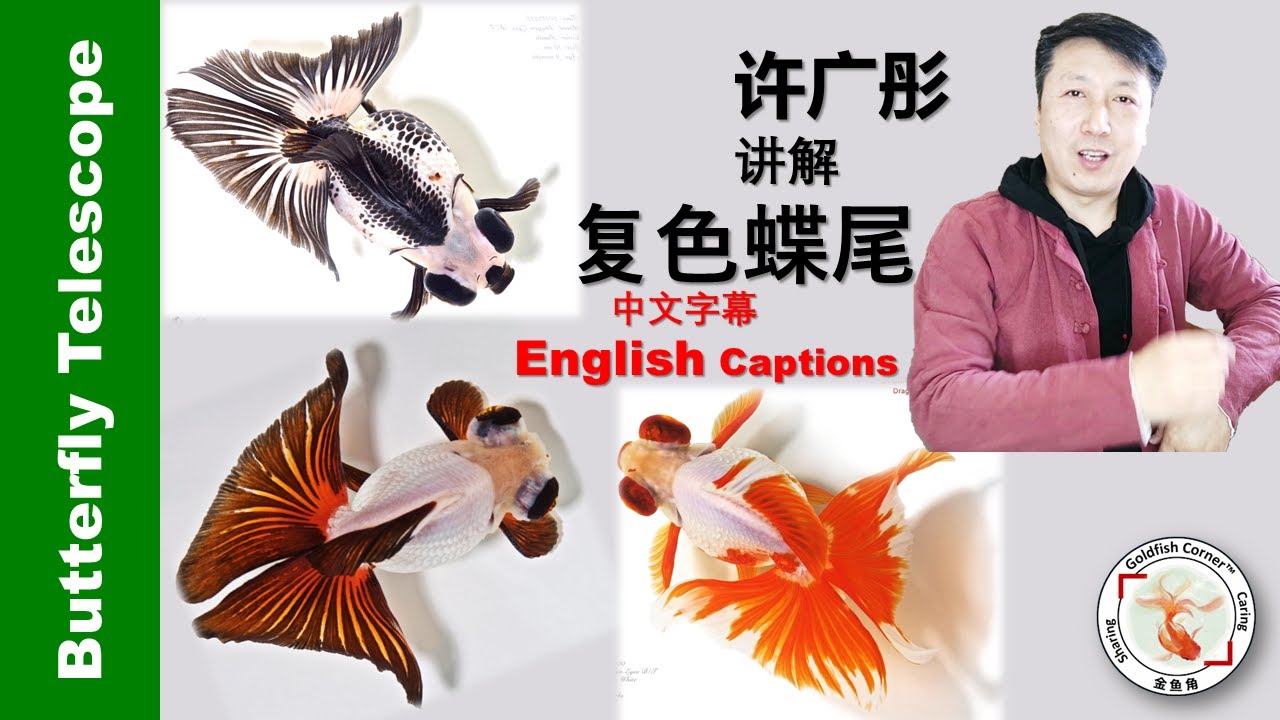 Butterfly Goldfish by Prof. Xu | 许广彤讲解复色蝶尾👉