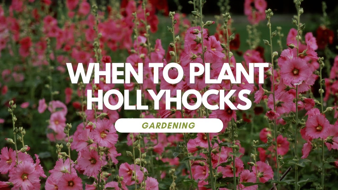 When To Plant Hollyhocks