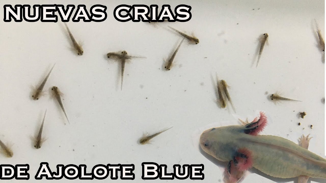 Nuevas Crías de Ajolote Azul y Dorado!