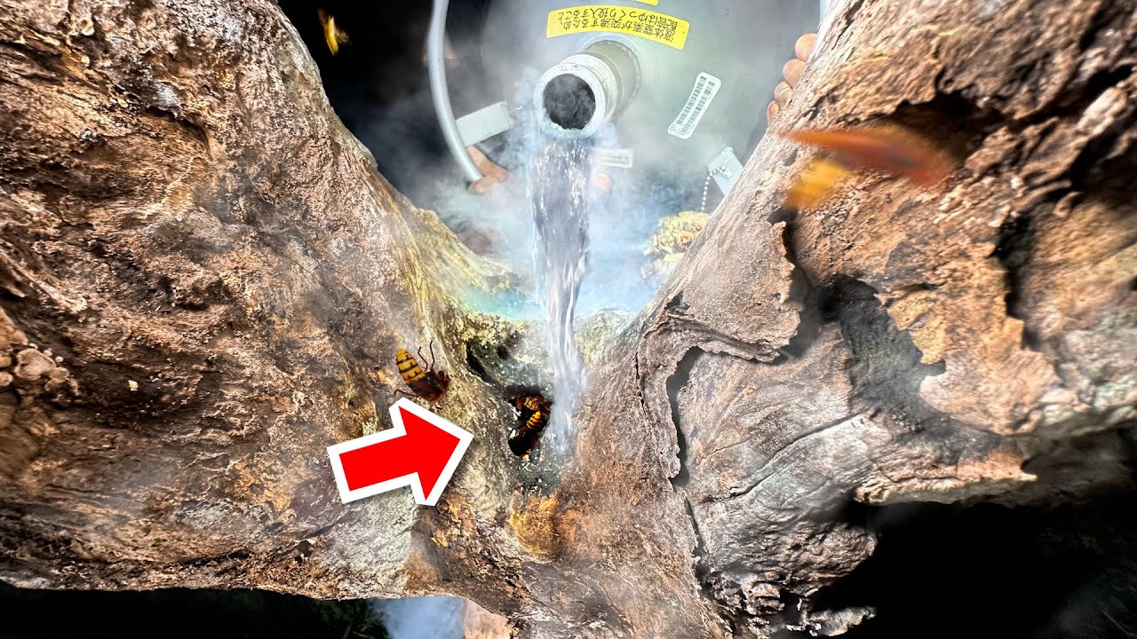 スズメバチの巣穴に液体窒素注いでみた【ENG SUB】