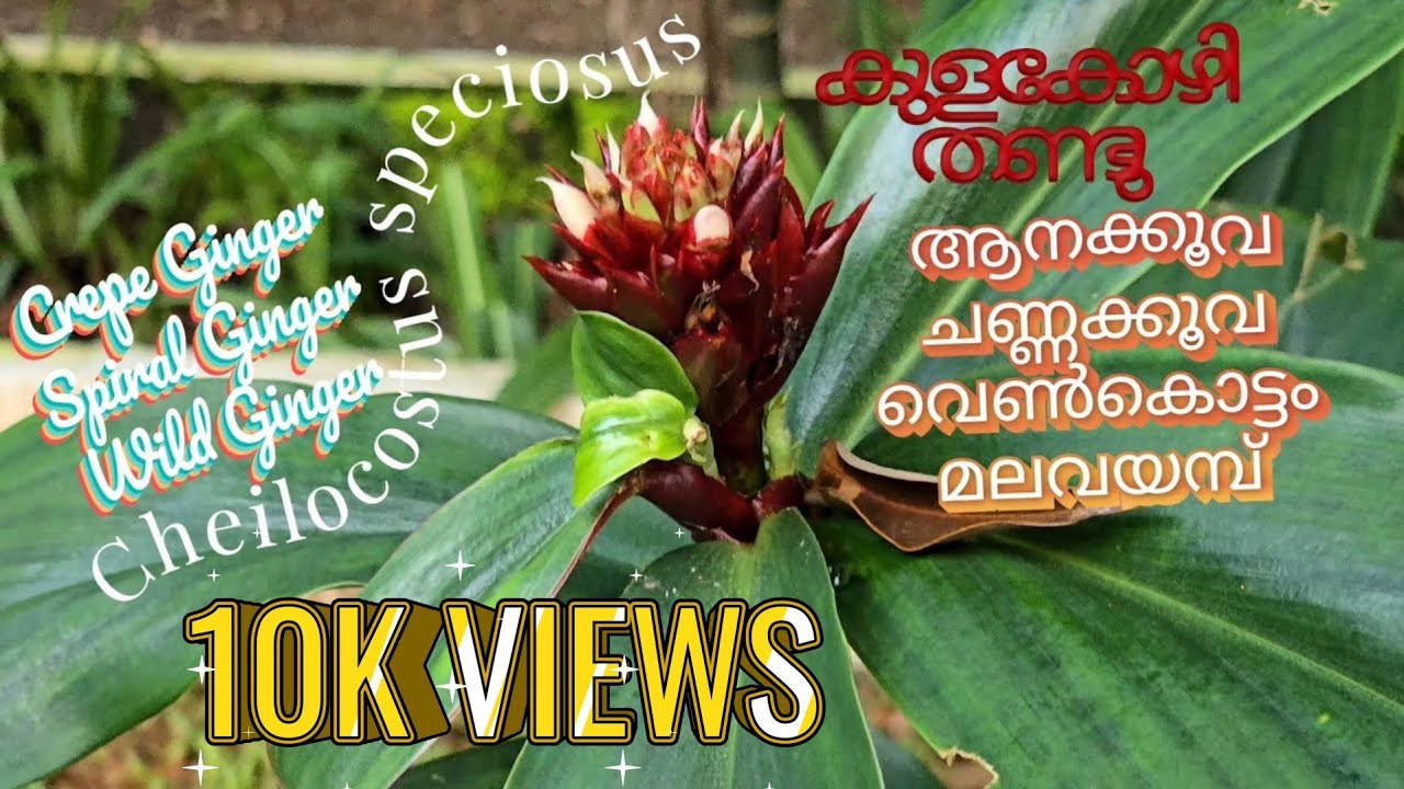 ⚘️ ആനക്കൂവ 💊 Crepe Ginger 🌱 മലവയമ്പ് 🌷 Spiral Ginger 🫚 Cheilocostus Speciosus 🌱 Spiral of Healing ⚘️
