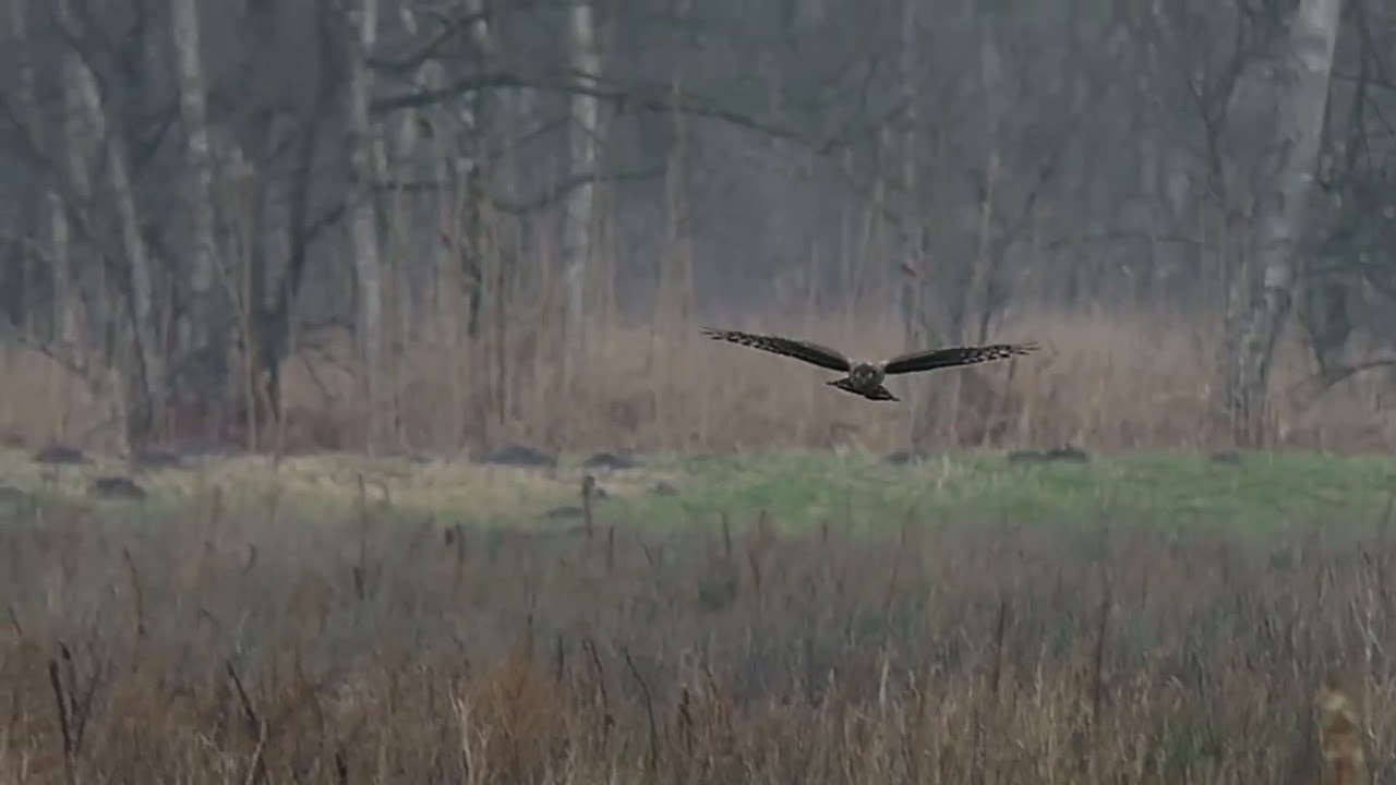 3 zwarte zwanen en 1 vrouwelijke blauwe kiekendief in Deurnsche Peel