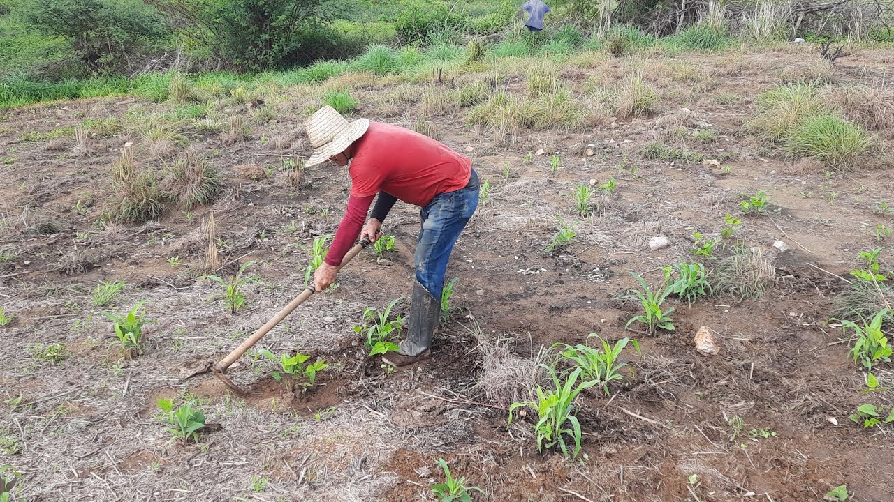 PLANTANDO NOVAMENTE 2026 LIMPAR MATO DE ENCHADA