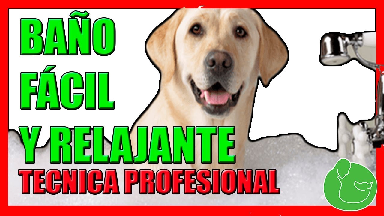 Cómo Bañar a mi Perro en Casa (TÉCNICA PROFESIONAL MUY FÁCIL)