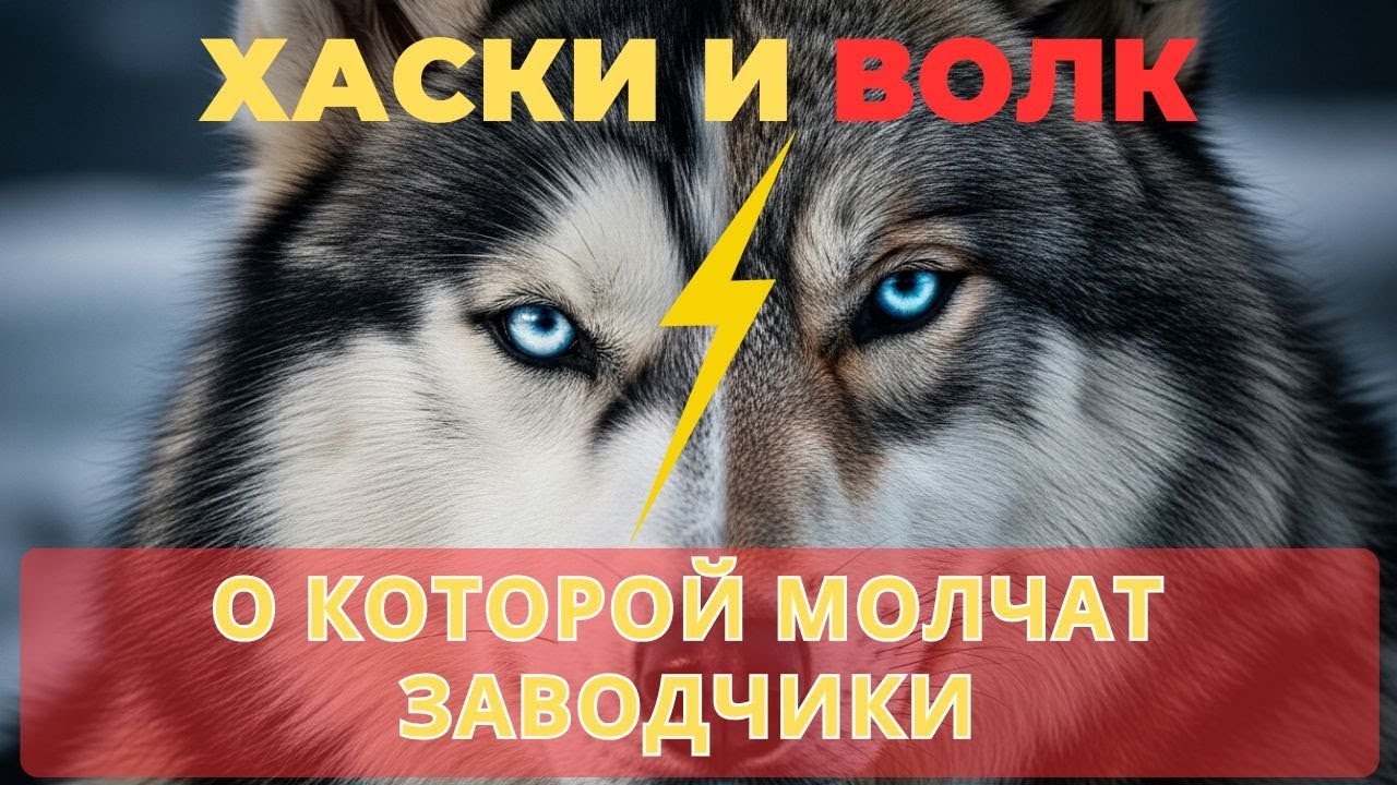Хаски и волк: скрытая связь, о которой молчат заводчики | Правда о породе