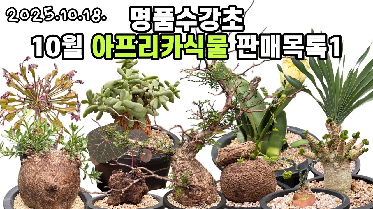10월 아프리카식물 판매1🌵명품수강초,파키푸스,스테파니노바,바클리,드레게이,버티실라타