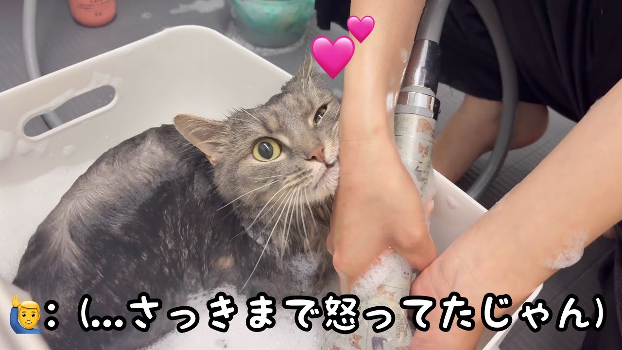 嫌な思いをして不機嫌になった猫が...まさかのこうなりました...