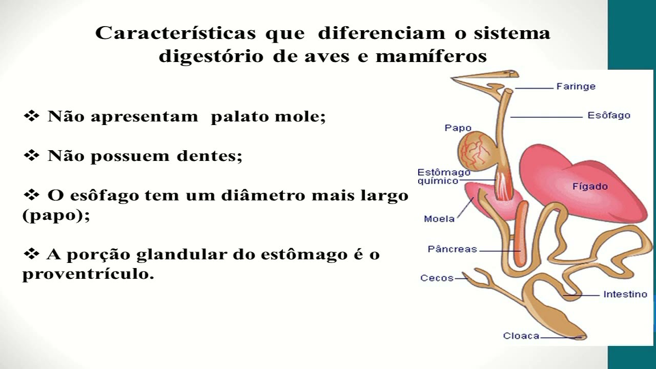 Fisiologia do sistema digestivo das aves