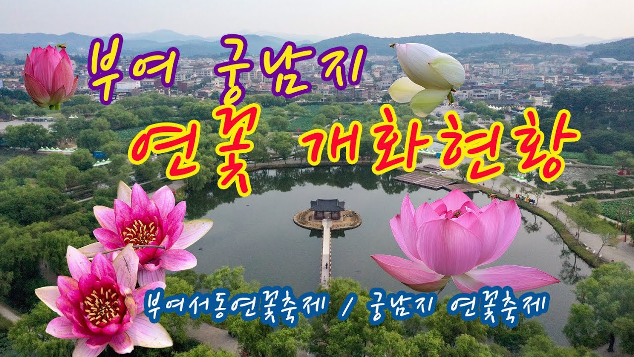 부여 궁남지 연꽃 개화현황
