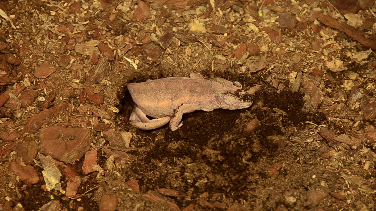 Camaleonte che depone al Naturama di Udine