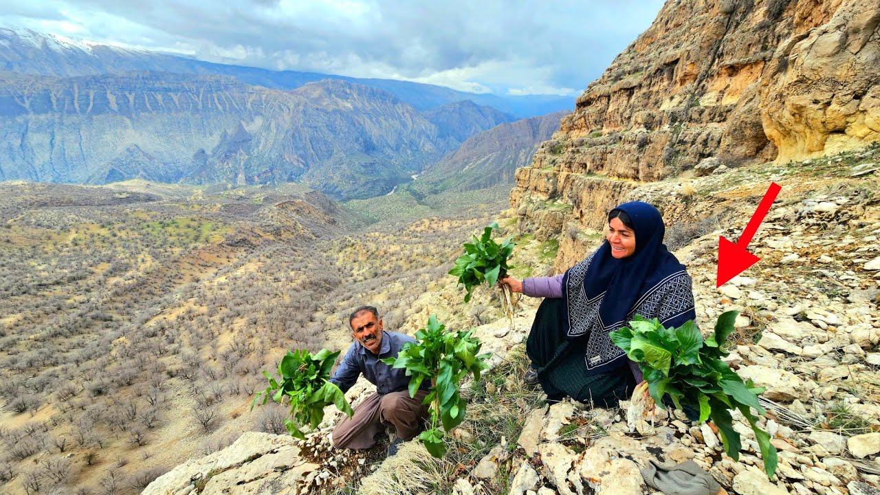 🌿🏔Crossing dangerous cliffs in the Zagros Mountains to find medicinal plants