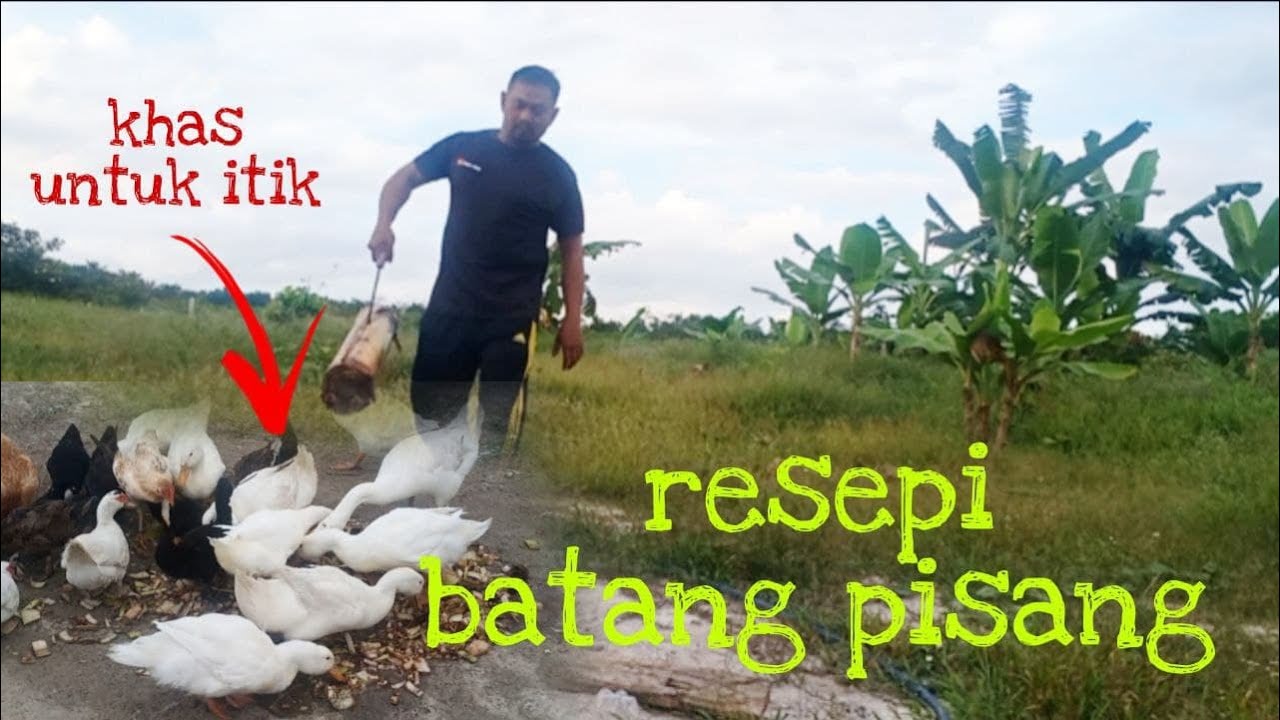 [Episod349] vlog: woow.. lihat reaksi itik tentang resepi makanan alternatif dari batang pisang.
