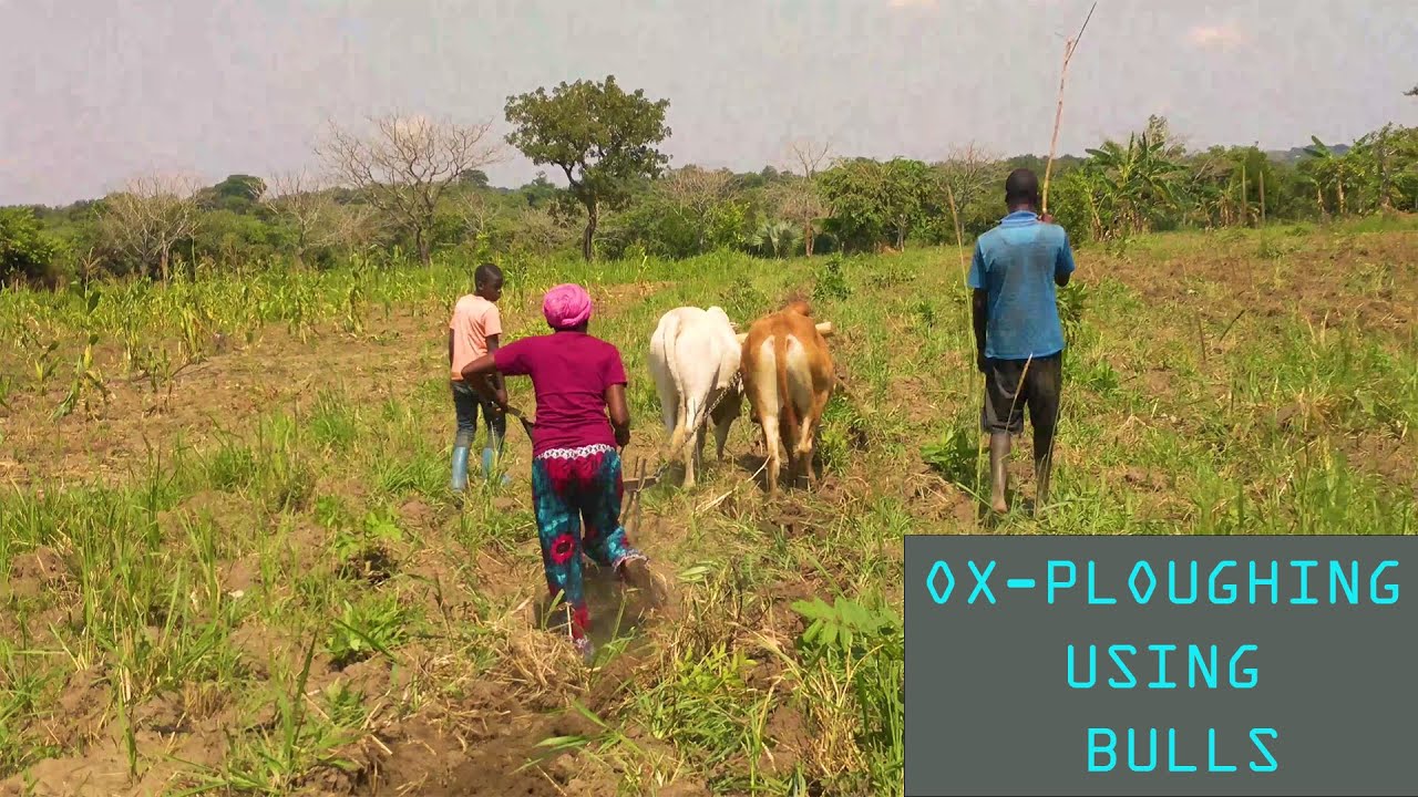 How to dig using cows in Northern Uganda