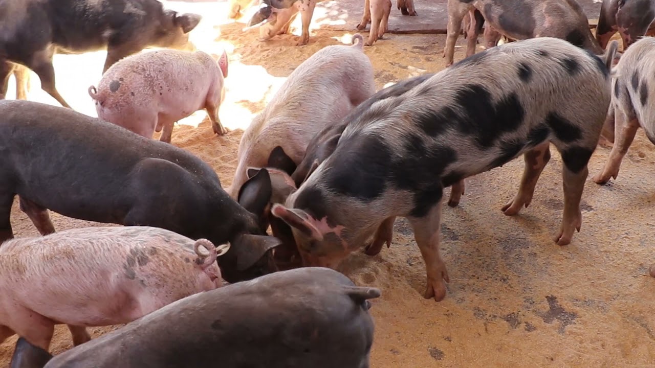 Criação de Suínos No Sertão Da Bahia