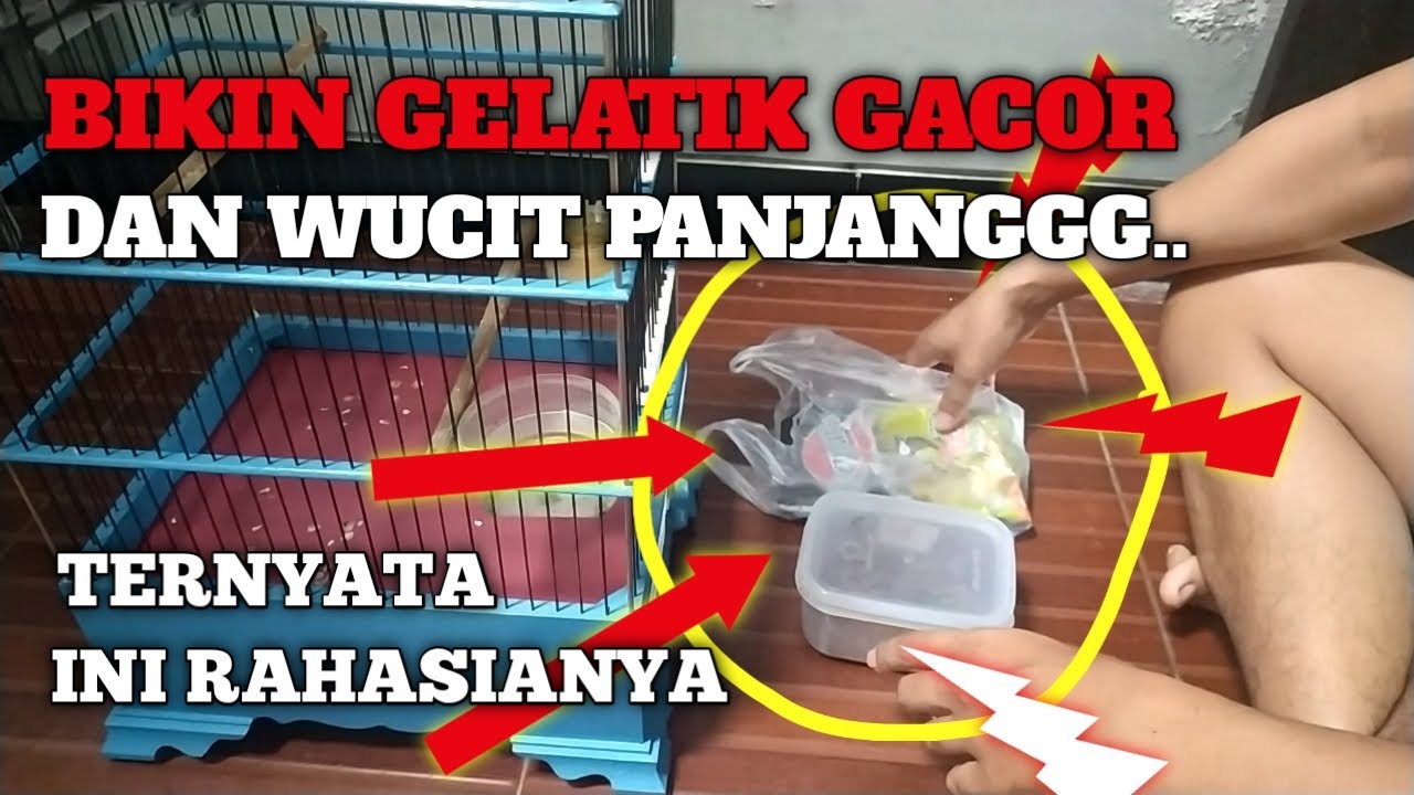 BONGKAR PERAWATAN GELATIK BATU SUPAYA JADI GACOR DAN WUCIT..WUCIT.. PANJANG!!
