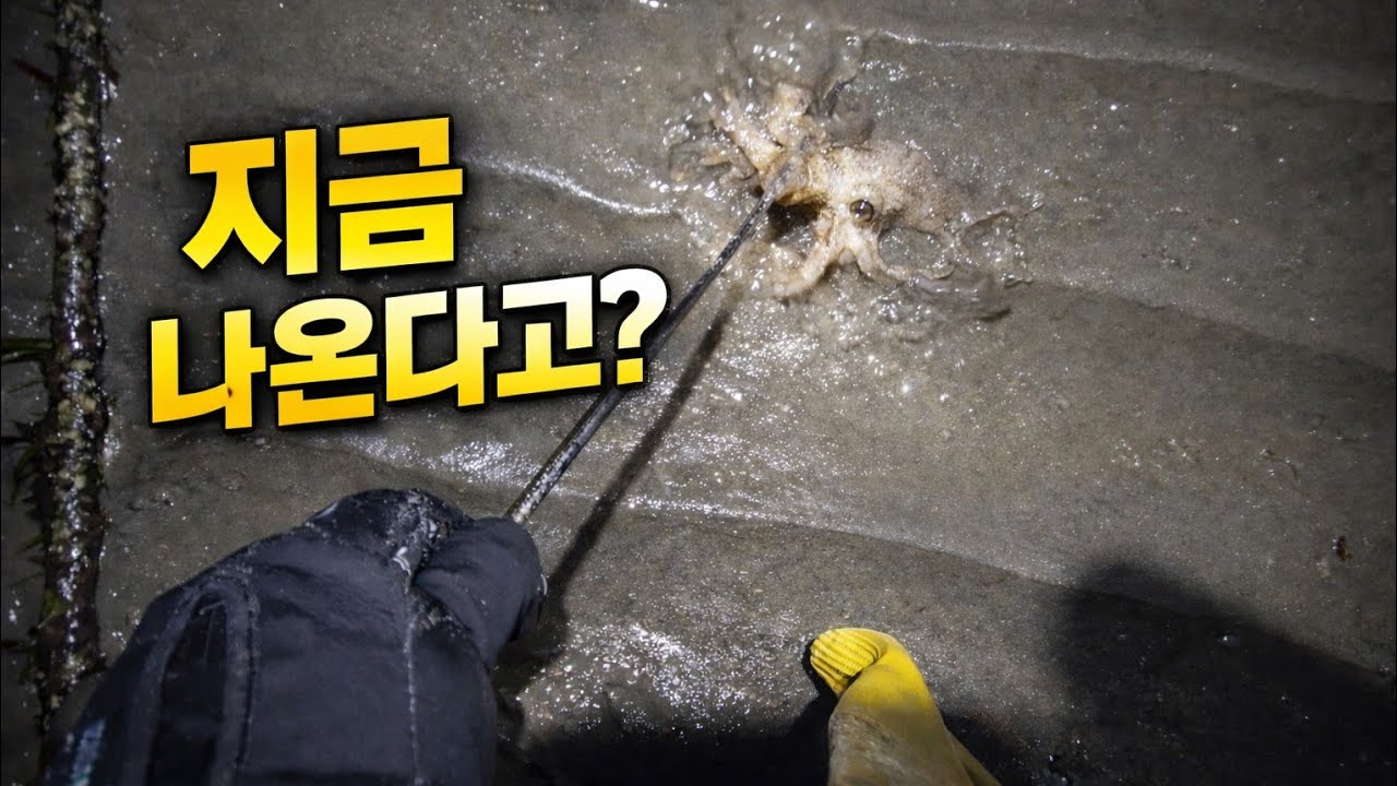 2월 태안 해루질… 이건 예상 못했습니다”