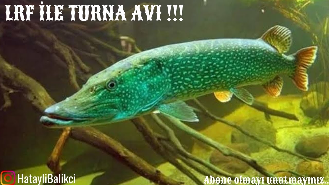 LRF İLE TURNA AVI TURNA NASIL TUTULUR (70+ cm)