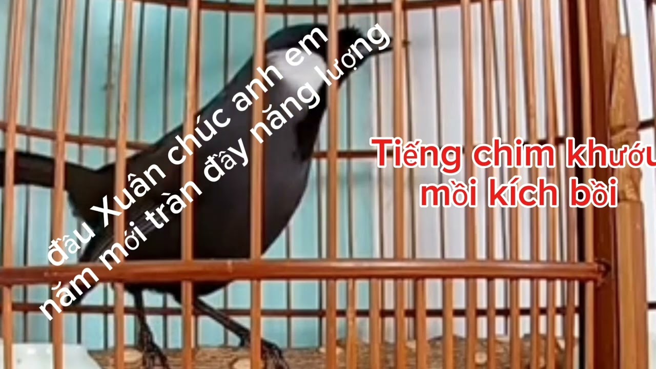 Tiếng chim khướu bạc má kích bồi 