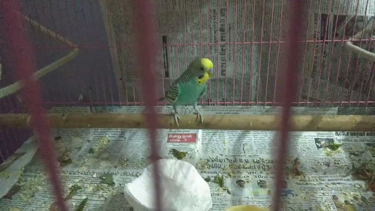 Budgie screaming for fun