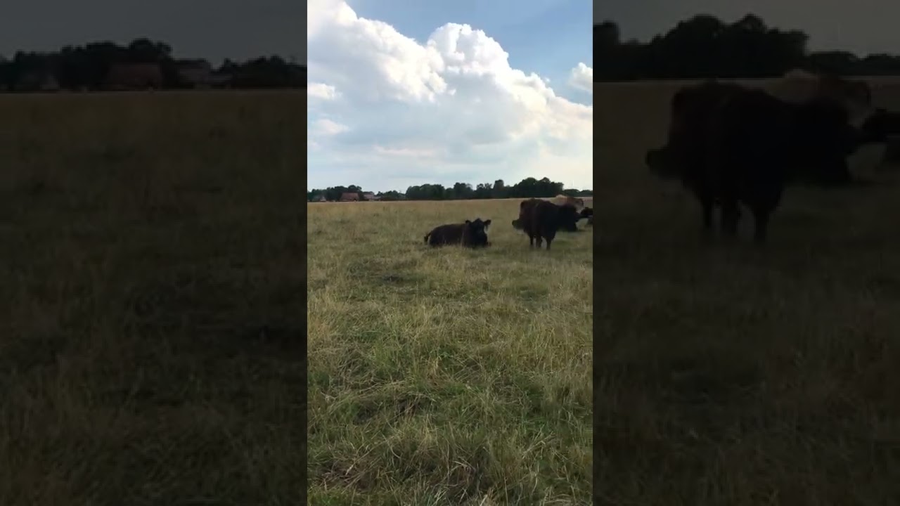 Galloway Herde vom Biohof Hanhart