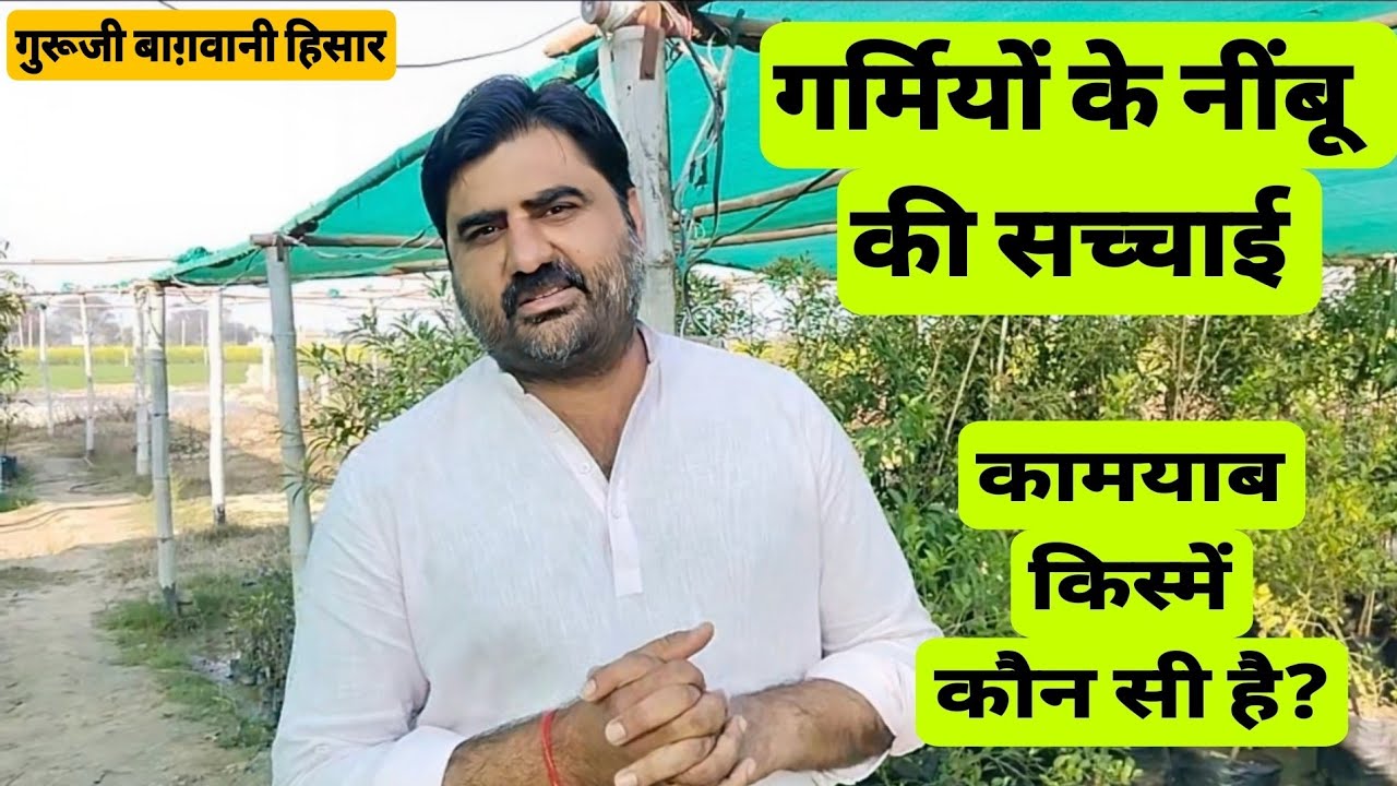 37.. nimbu की गर्मी में फल देने वाली सबसे बढ़िया किस्में..balaji ,NRCC 8,,saai sarbti .#नींबू #LIME