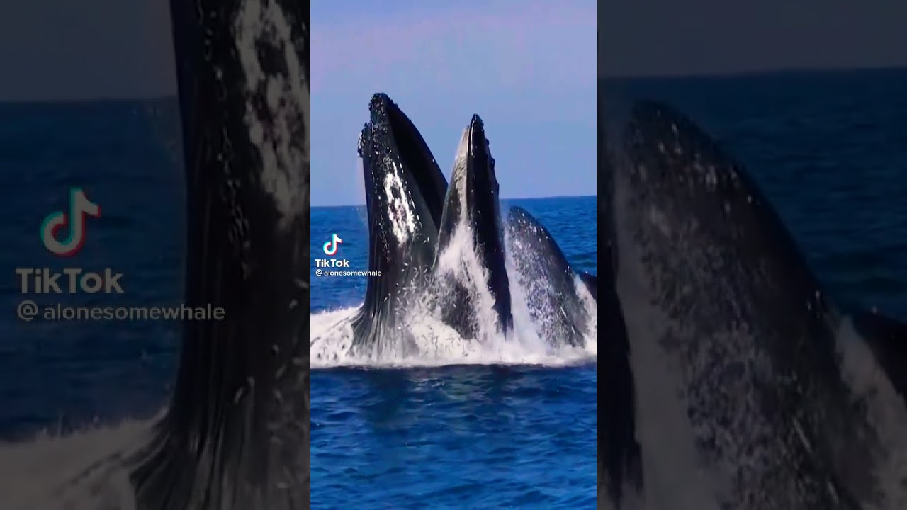 Blue whale 🐳
