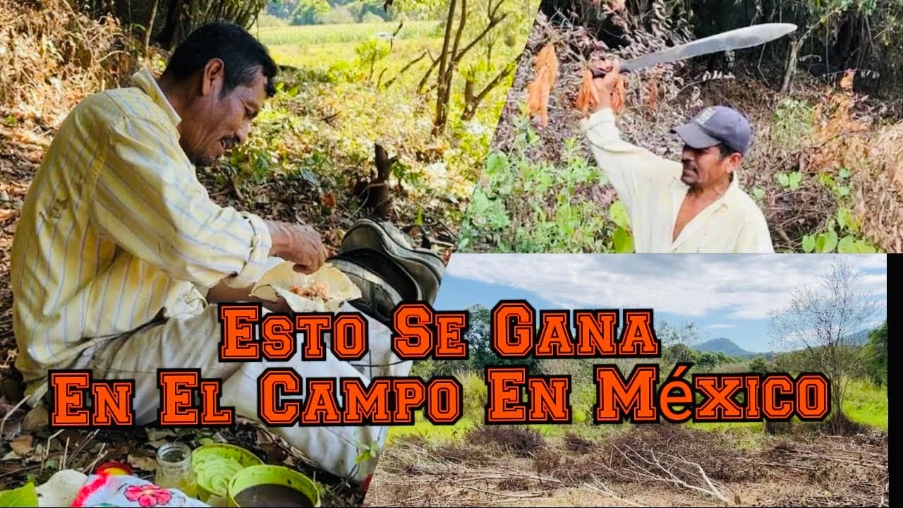Esto Se Gana Trabajando En El Campo En Mexico