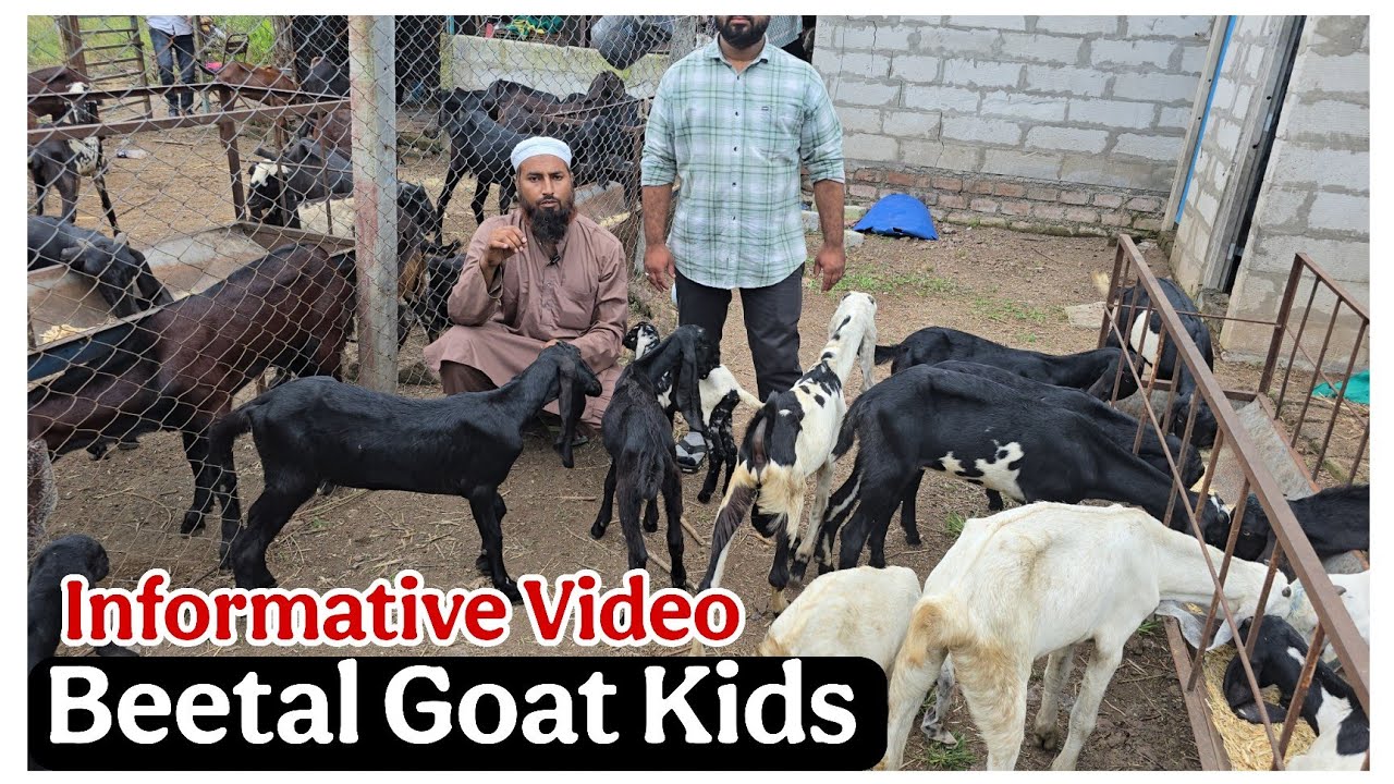 Riyasat khan ke farm pe aye Beetal kids Bidkin Maharashtra | Informative Video
