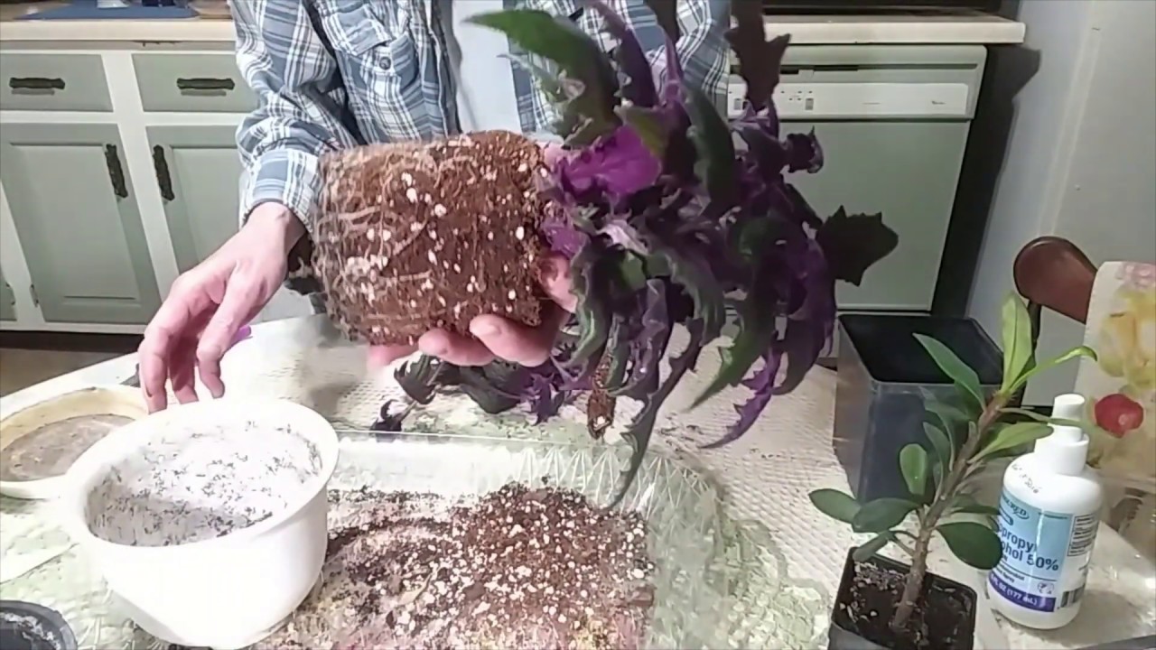 Repotting Purple Velvet & Crown of Thorns