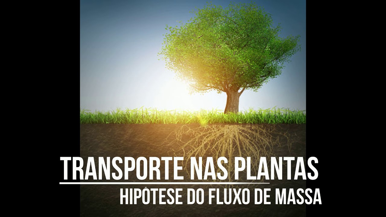 Hipótese do fluxo de massa