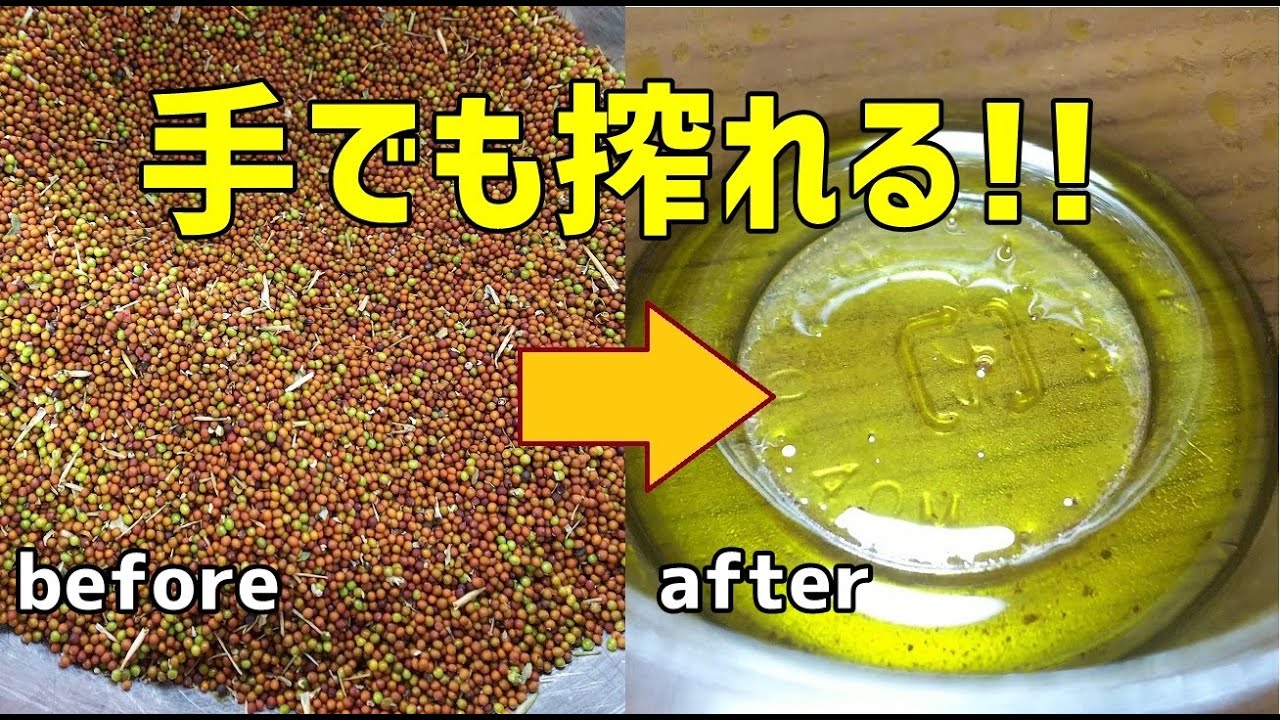 菜の花の種を取って、油を手で搾れるのでしょうか？ / To make your own canola oil
