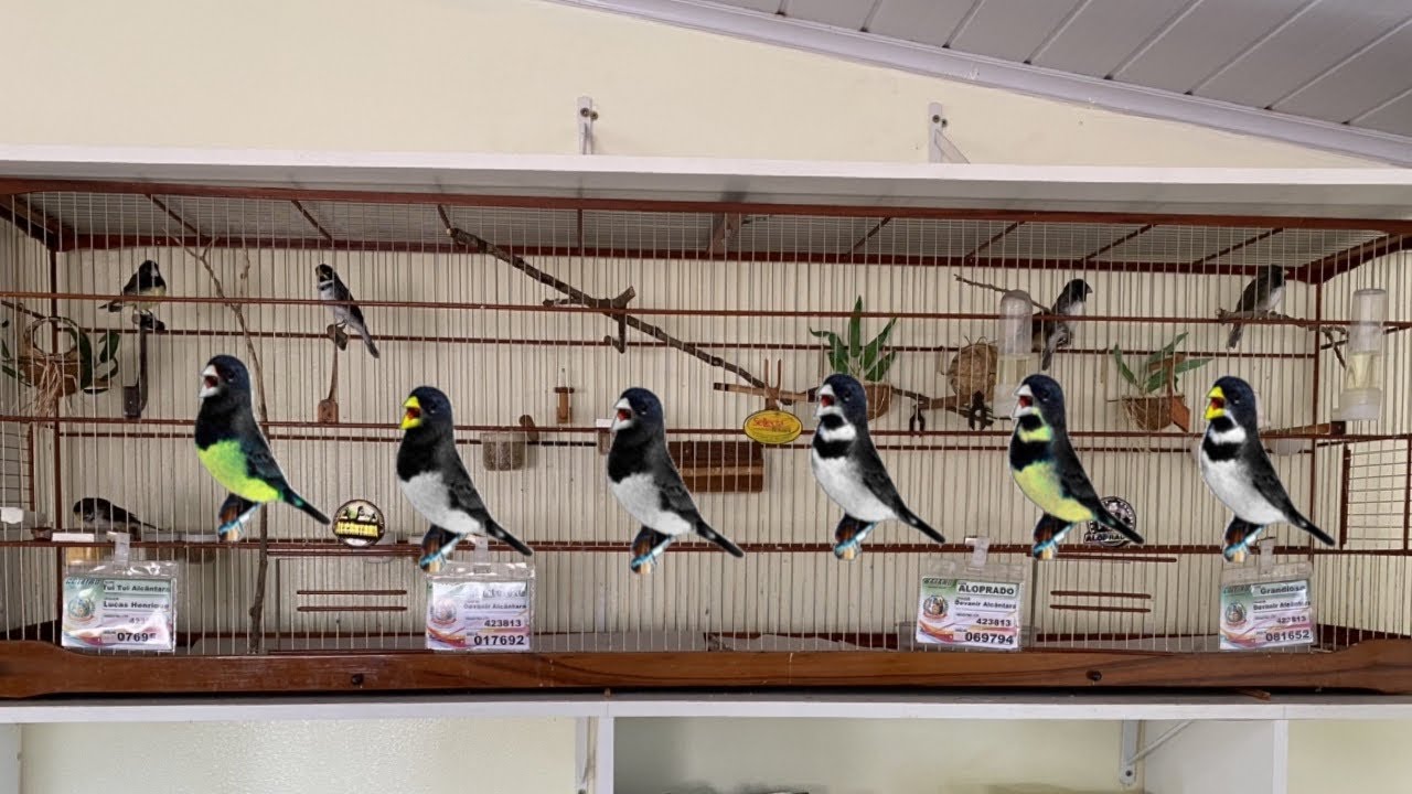 TODOS OS TIPOS DE COLEIRO (MEU PLANTEL)