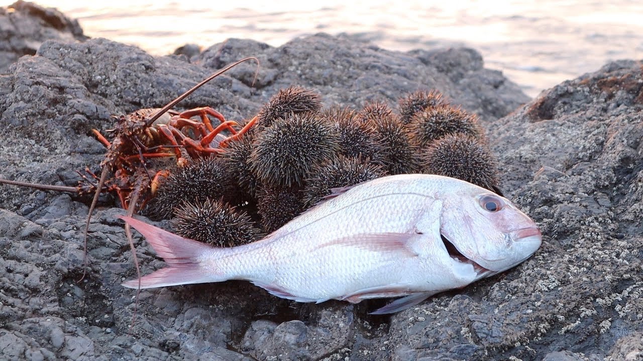 East Coast NZ Night Fishing Snapper & Kina Part 1