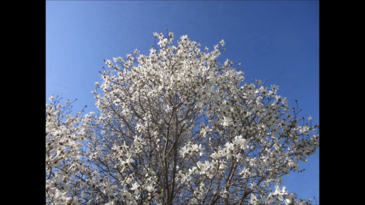 Such A Blessing Magnolia Tree April  2025