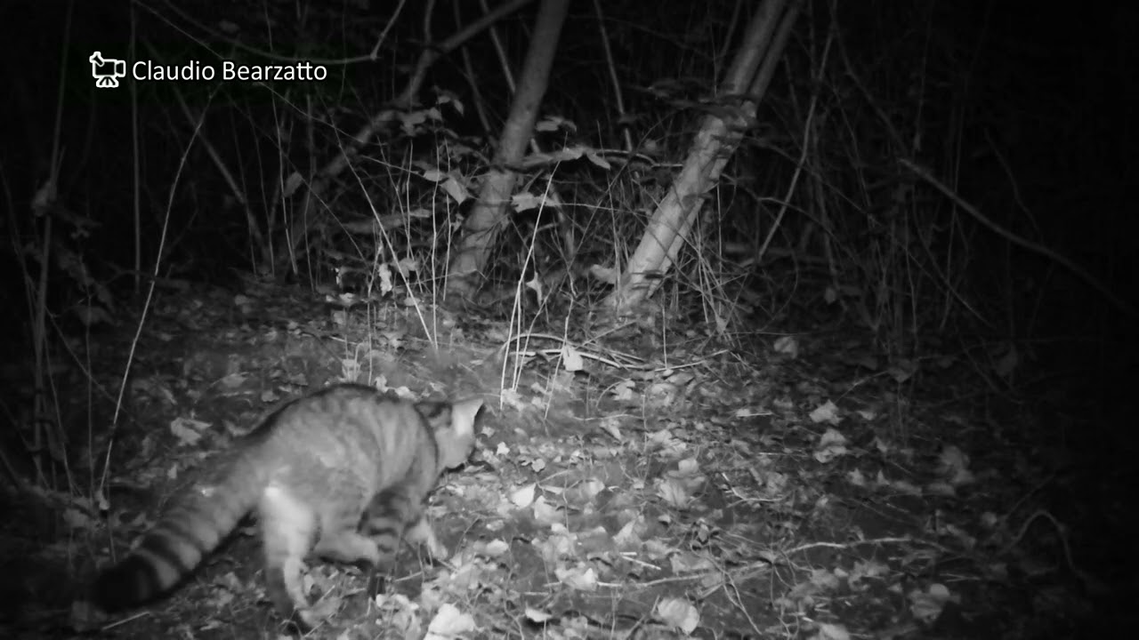 Un Gatto selvatico fallisce una predazione - A wildcat fails a predation