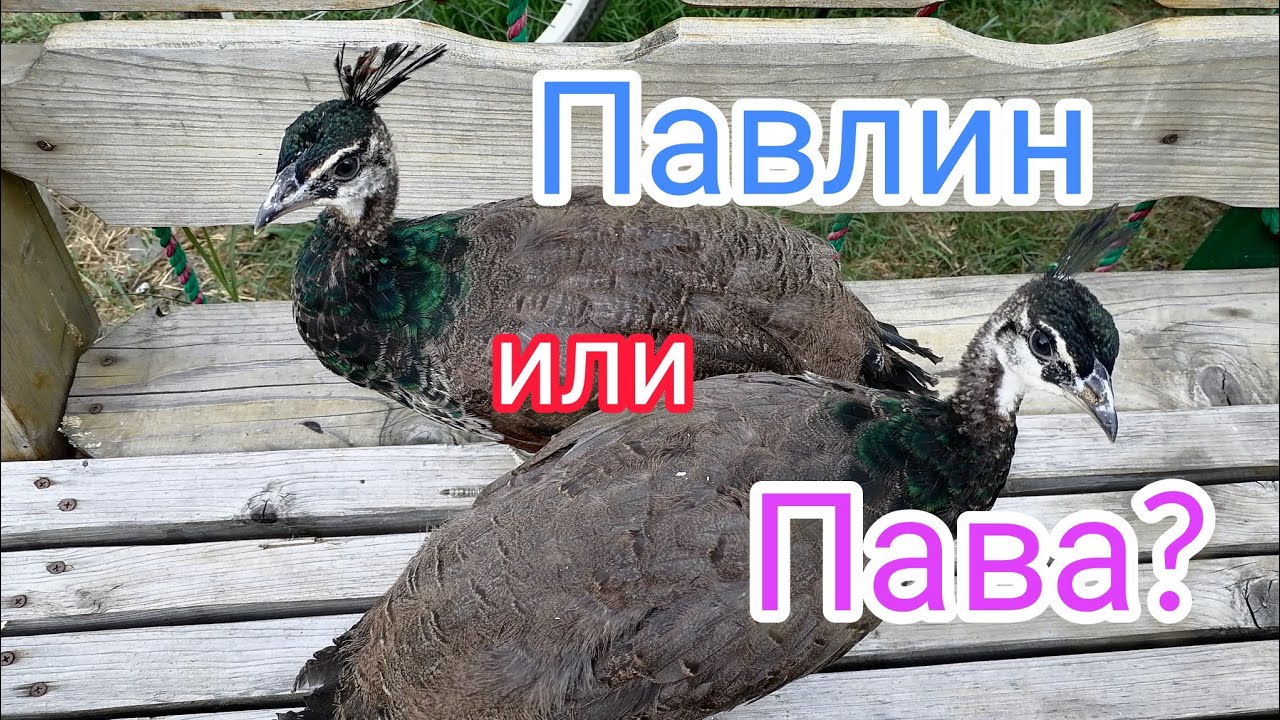Определяем пол павлинят в 2 месяца. Индийский павлин.