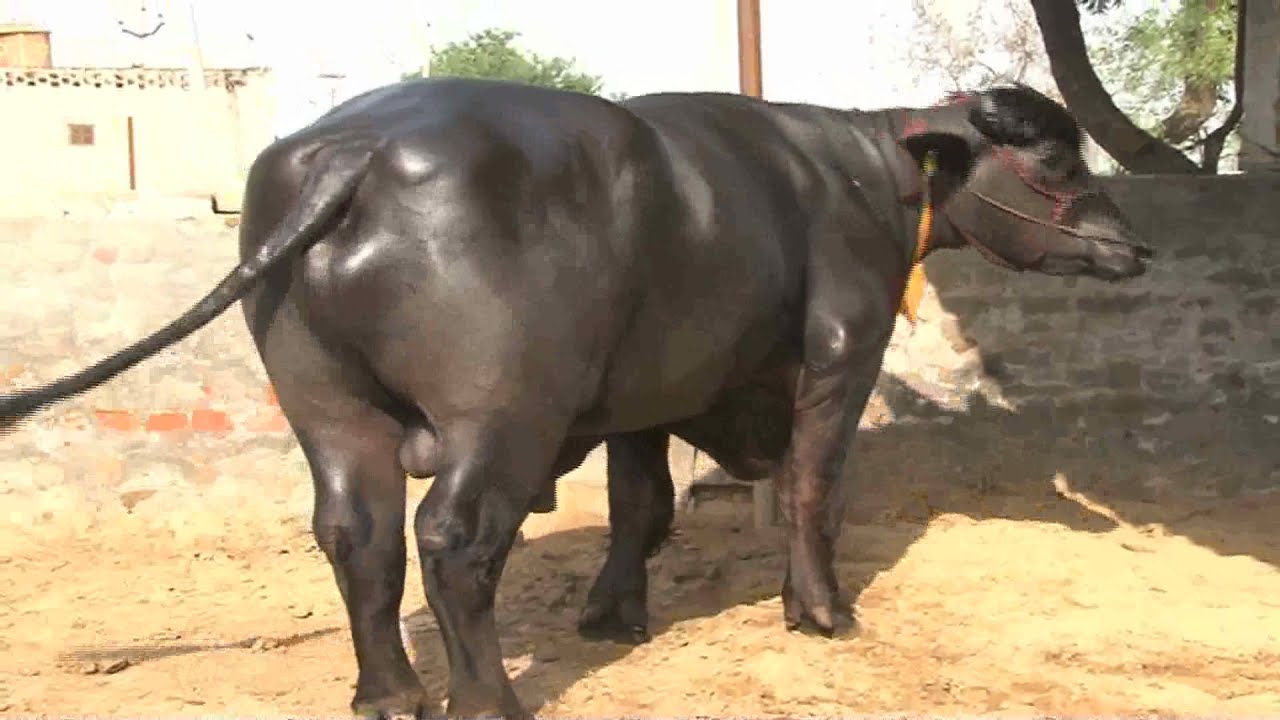 Best  Dairy Farm in India(Murrah) : Most Expensive Young Bull (Billing Dairy Farm)