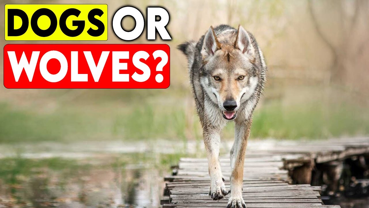 9 Mysterious Dog Behaviors Passed Down from Wolves