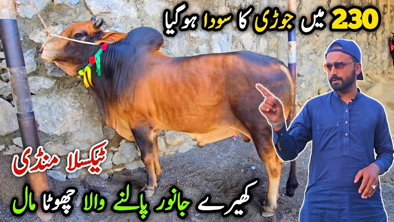 230K Deal Done Taxila Mandi Latest Update 5 June 2026 | Bhatta Chowk i-12 Domail Gondal