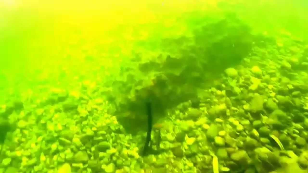 die Barben im &Auml;uli