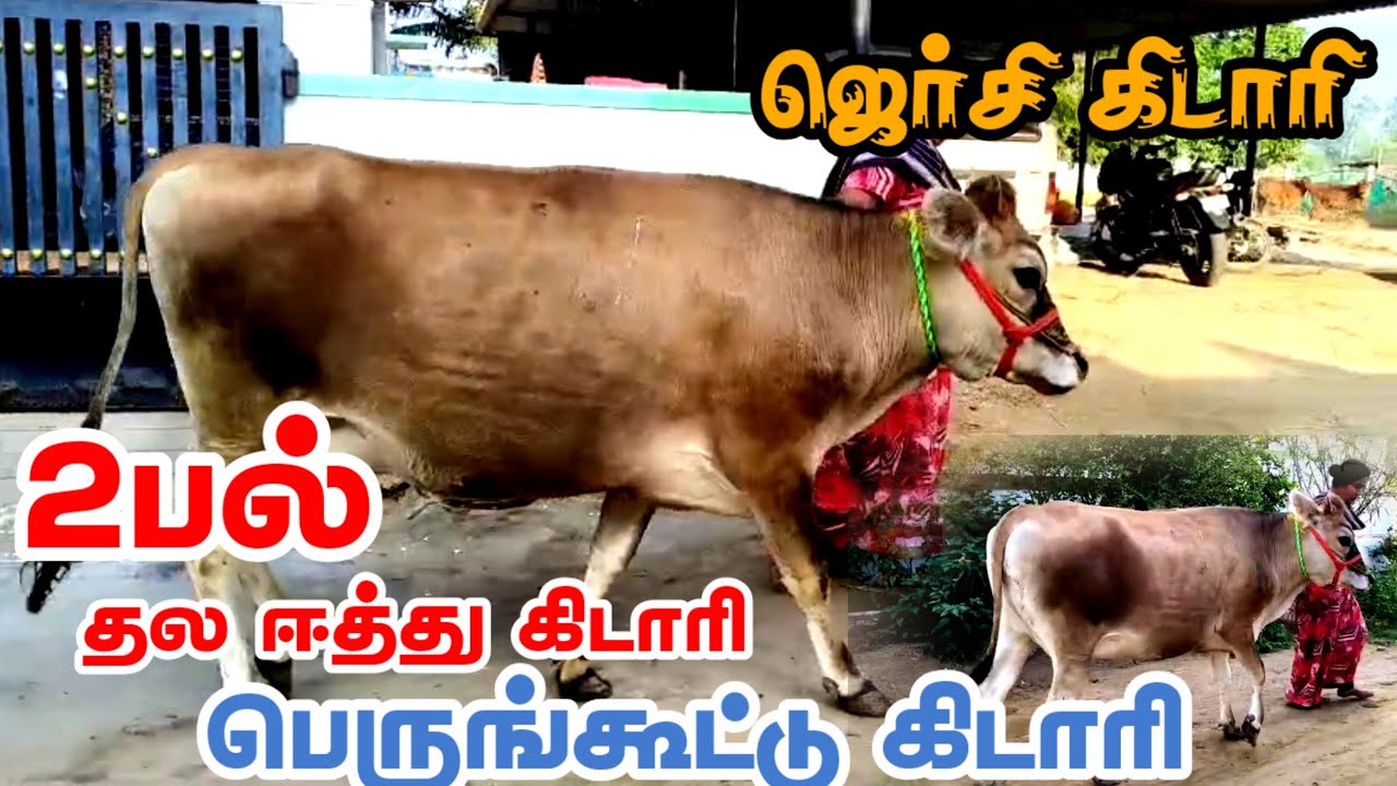 பெருங்கூட்டு 2பல் ஜெர்சி தல ஈத்து கிடாரி விற்பனைக்கு வந்துள்ளது, 13,14லிட்டர் கறவை திறன் கிடாரி #cow