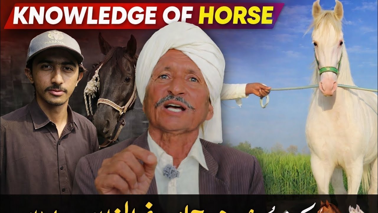 ساون فقير منگريو جي زباني | سنڌ ثقافتي ميلو | سنڌي گھوڙن جا قسم ۽ نسلSawan Faqeer Mangrio| 🐎🐴 